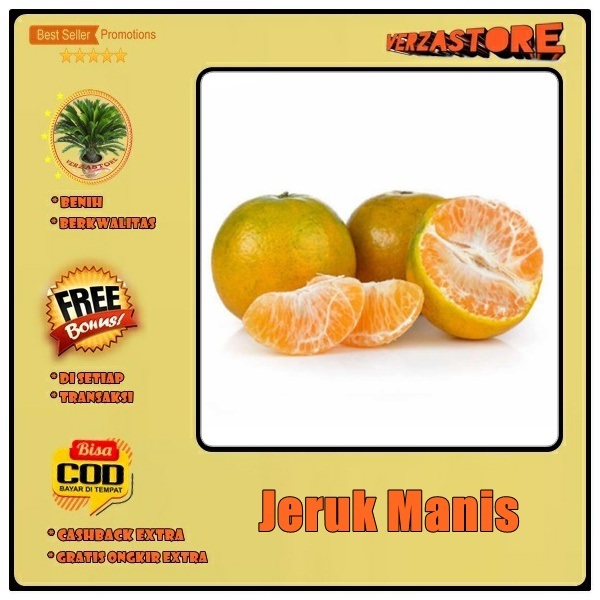 Biji Benih Buah Jeruk Manis  /10 biji