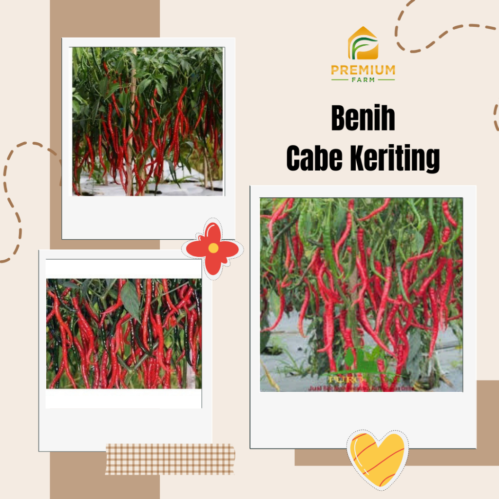 ID BENIH CABE KERITING BUAH LEBAT CEPAT PANEN TAHAN PENYAKIT