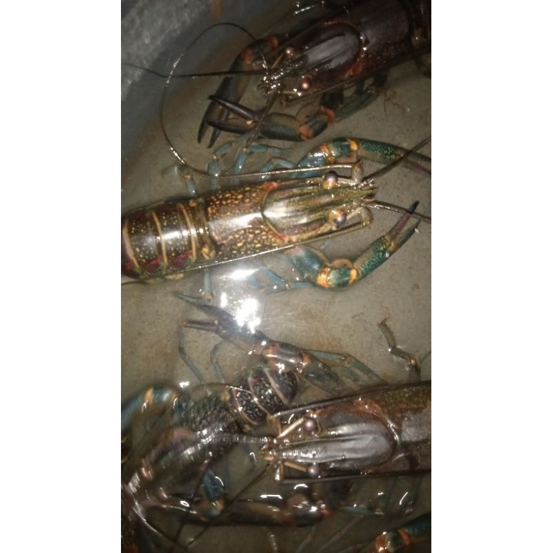 lobster air tawar indukan