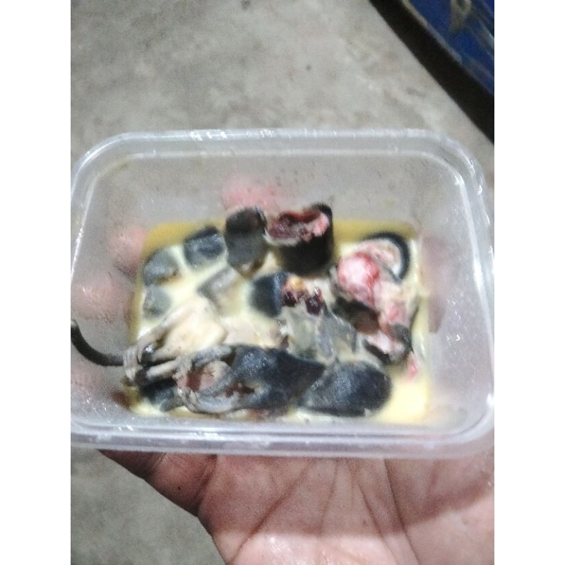 Umpan Tiseng (Tikus Oseng) isi 5 ekor