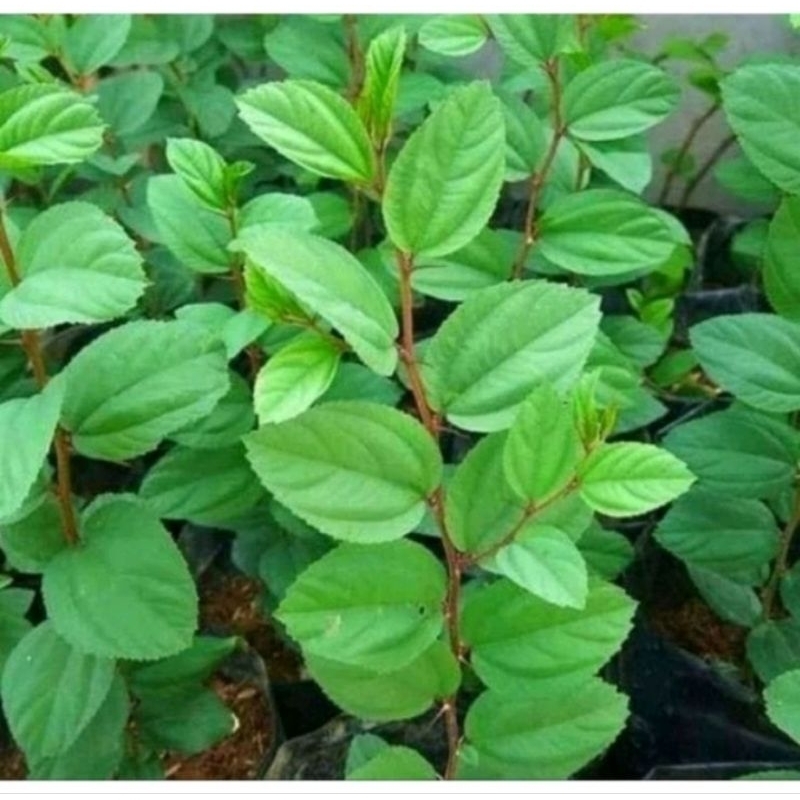 

daun bidara 150 lembar