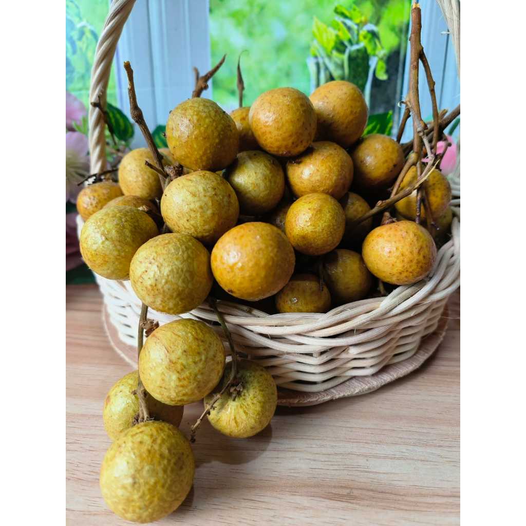 

Buang longan import|buah import kelengkeng|buah kelengkeng import