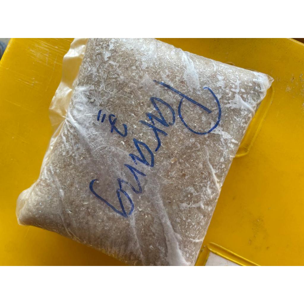 

Ikan Giling , Jenis Ikan Puaraang