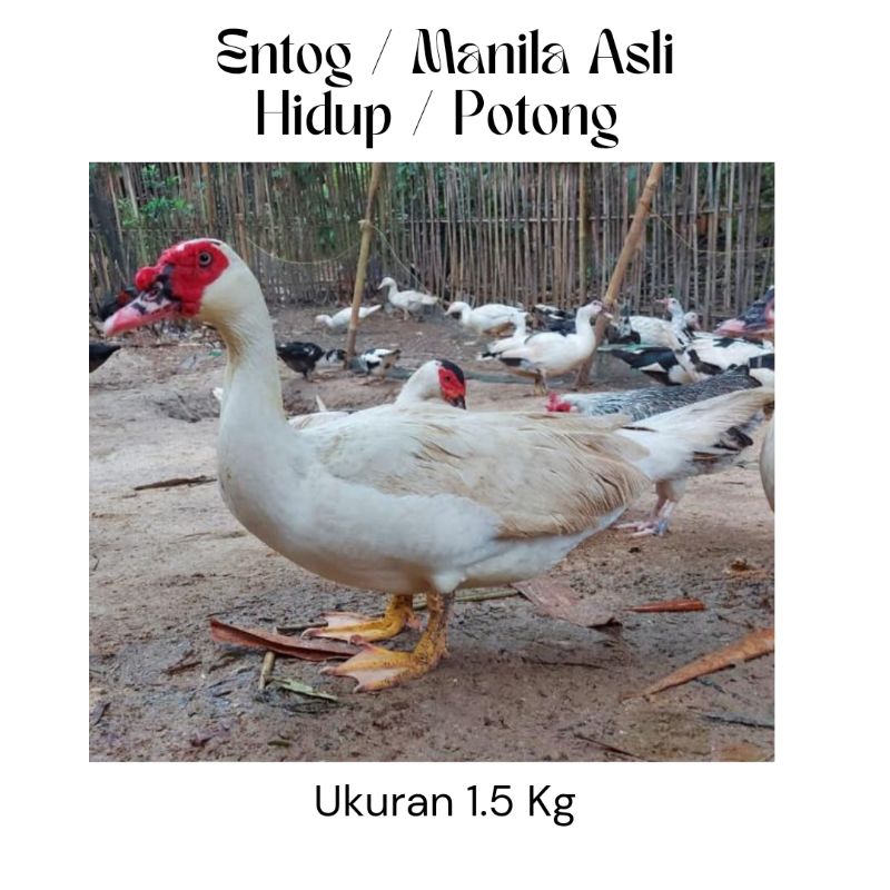 

Entok / Manila Asli 1.5 Kg