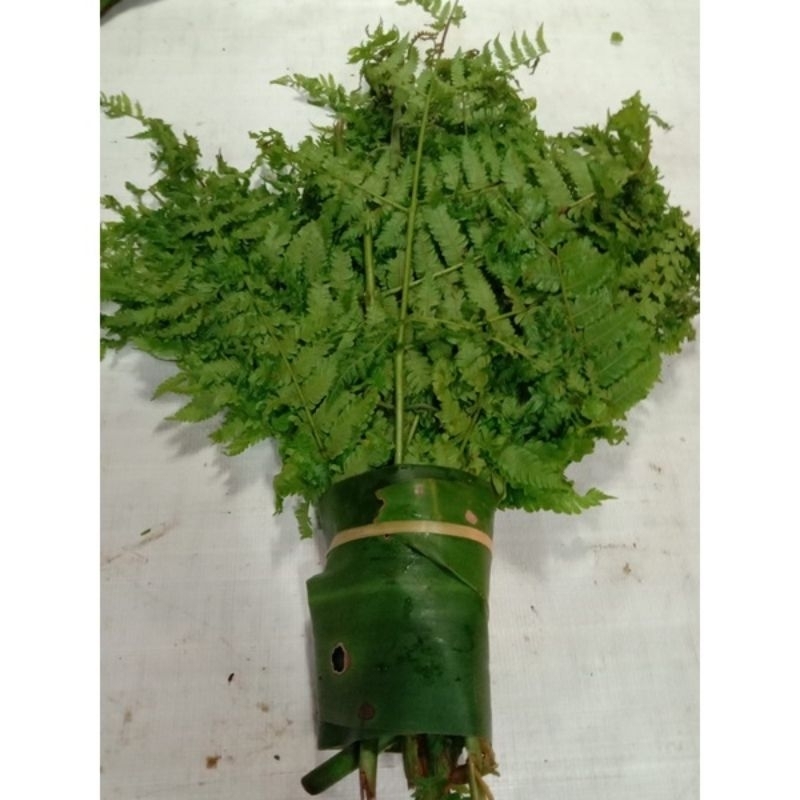 

daun pakis 1iket