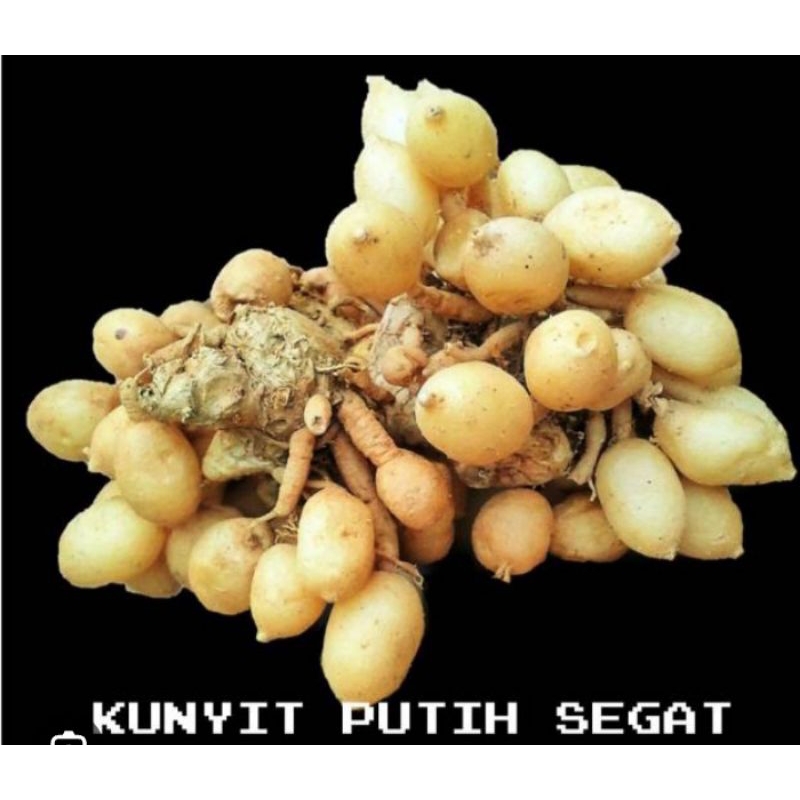 

kunyit putih