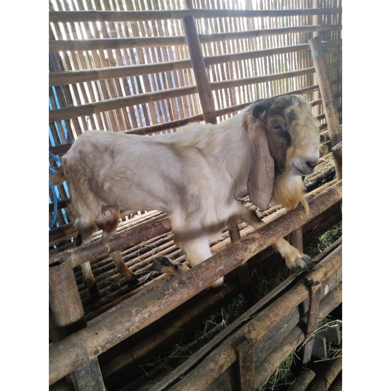 

Kambing Qurban