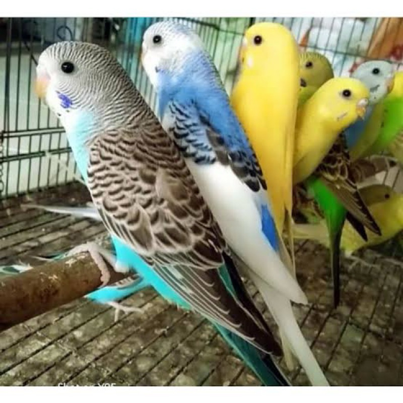 burung parkit dewasa siap ternak PENGIRIMAN KHUSUS GRAB INSTAN