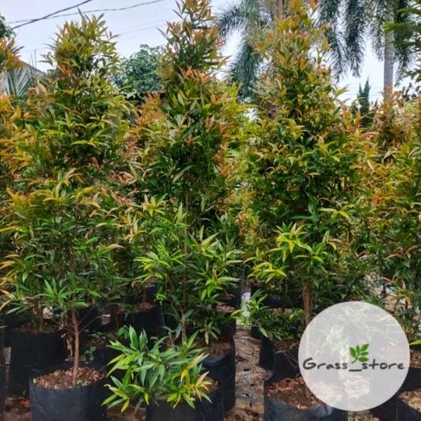 Tanaman Hias Pucuk Merah Up 2 Meter - pucuk merah tinggi 2 meter