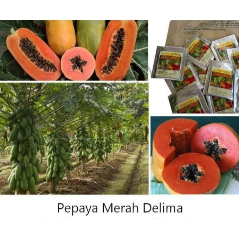 BIBIT PEPAYA MERAH DELIMA