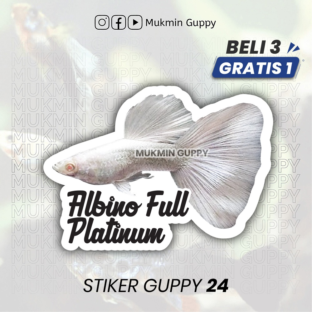 

Stiker Guppy (14) Albino Full Platinum