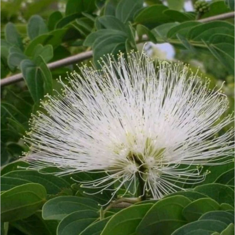 15 Benih Biji Bibit  Kaliandra Putih