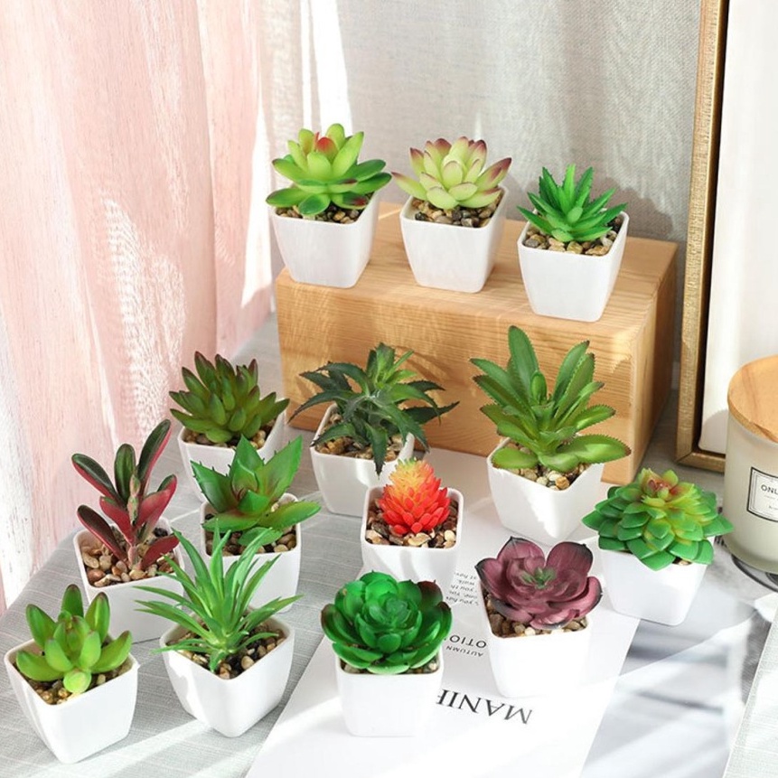 88 Kaktus mini  Tanaman hias  Aneka macam kaktus  Tanaman plastik