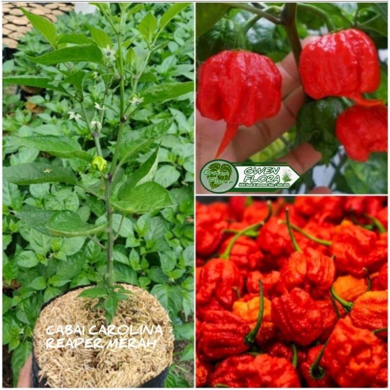 Bibit Cabai Carolina Reaper Merah