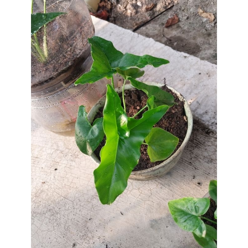 philodendron thoumatophylum angela