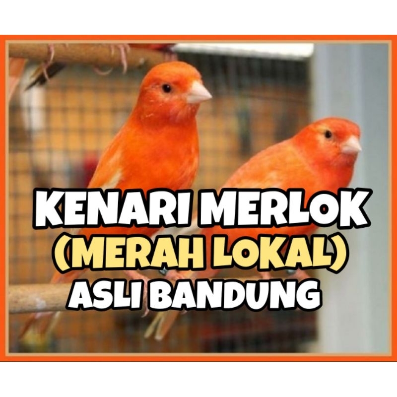 BURUNG KENARI MERLOK MERAH LOKAL