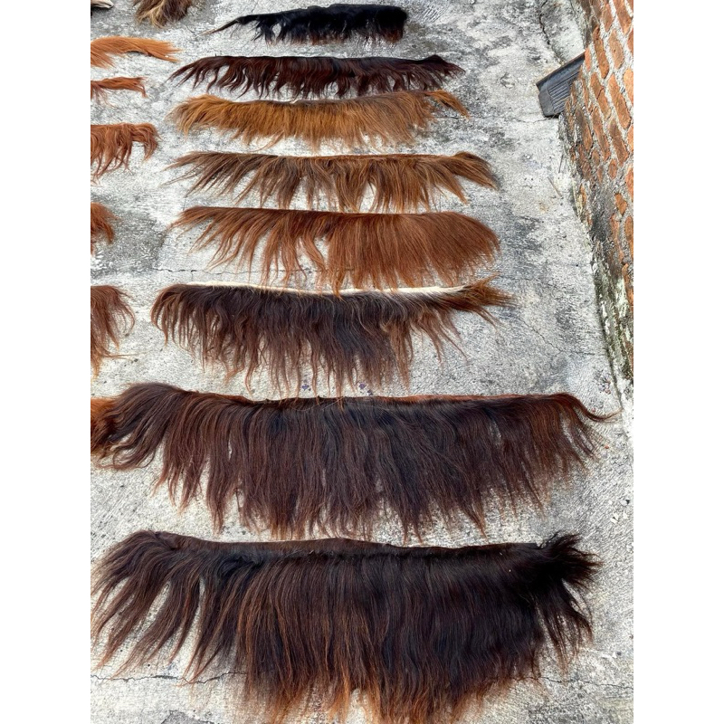 Suri kuda asli untuk kuda lumping barongan dll