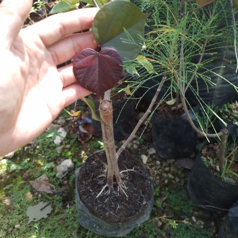 Waru merah pecah batang bahan bonsai | hobiscus tiliaceus