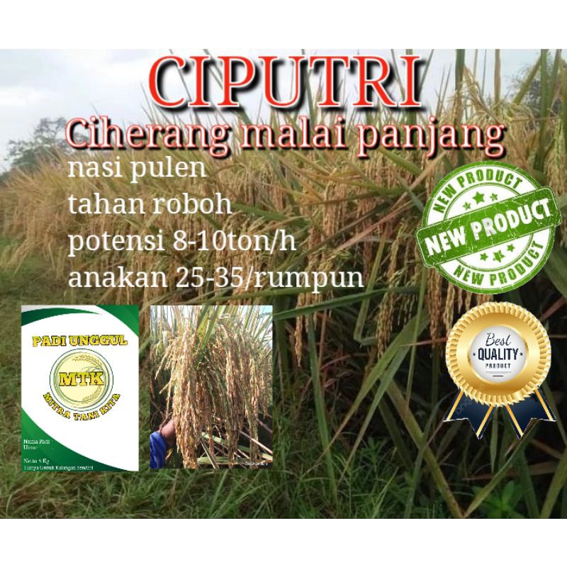 BENIH PADI CIPUTRI Ciherang malai panjang terbaru kemasan 5kg
