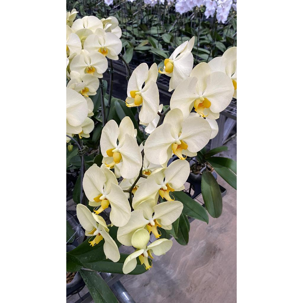 Anggrek Bulan Hijau Tosca Premium