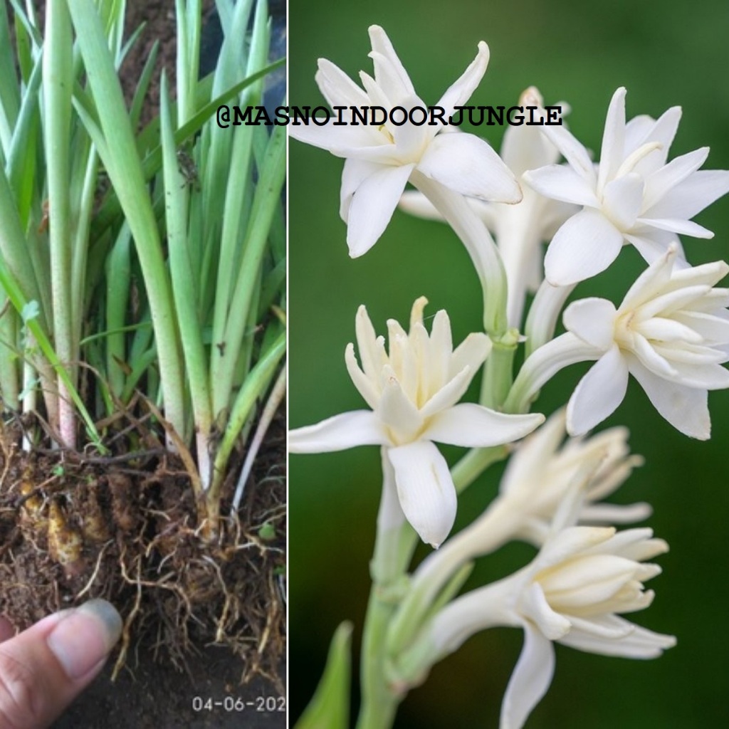 Umbi Bunga Sedap Malam Murah - umbi Tanaman Bunga