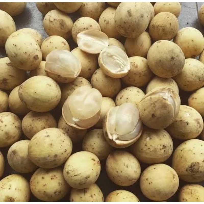 

Buah Dukuh Manis Buah Dukuh Palembang Asli Per 1Kg