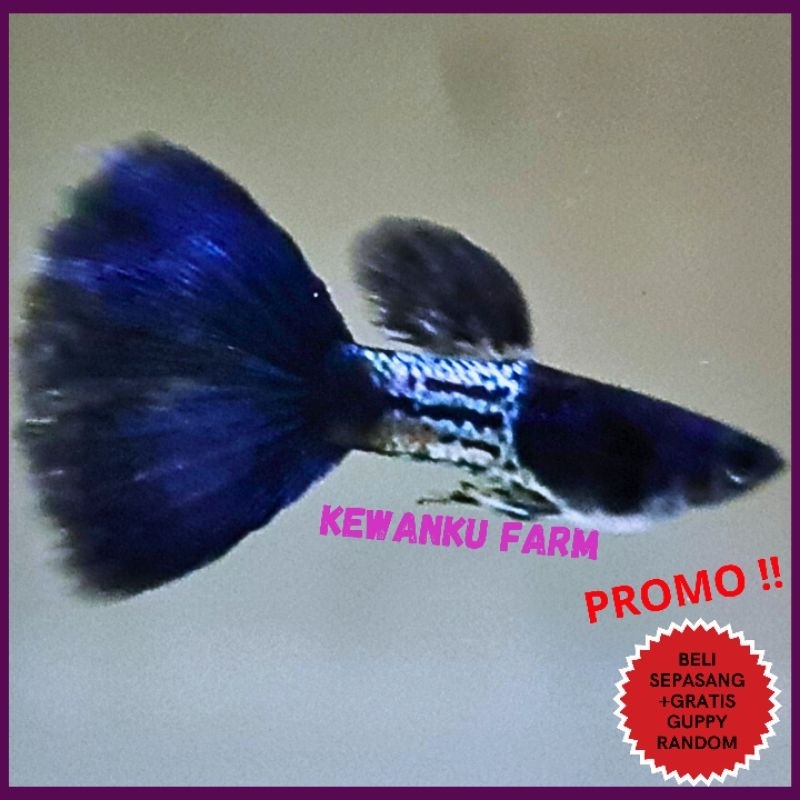 

Guppy MSSBT Metal Snake Skin Blue Tail Grade A Sepasang