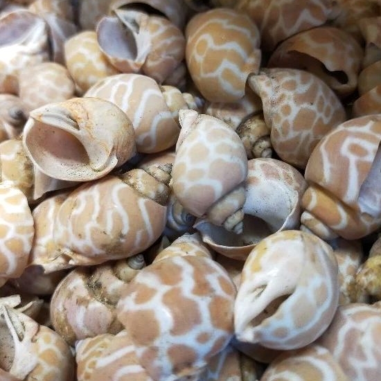 kerang hiasan akuarium - kerang gemak - 100 gr - aneka kerajinan kerang - kerang hias macan