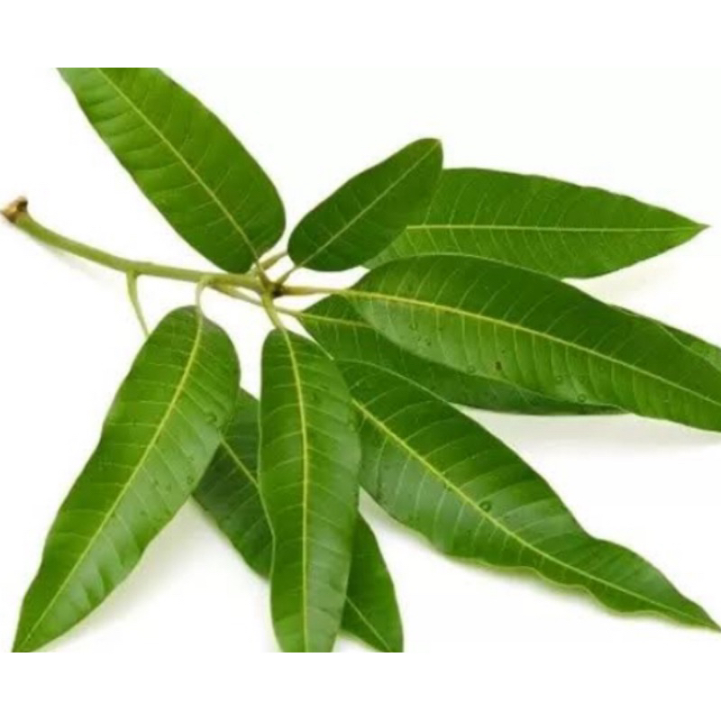 

Daun mangga daun pohon mangga segar 1 kg-az