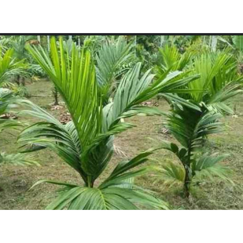 

Daun pinang segar / daun pohon pinang 500 gram-az