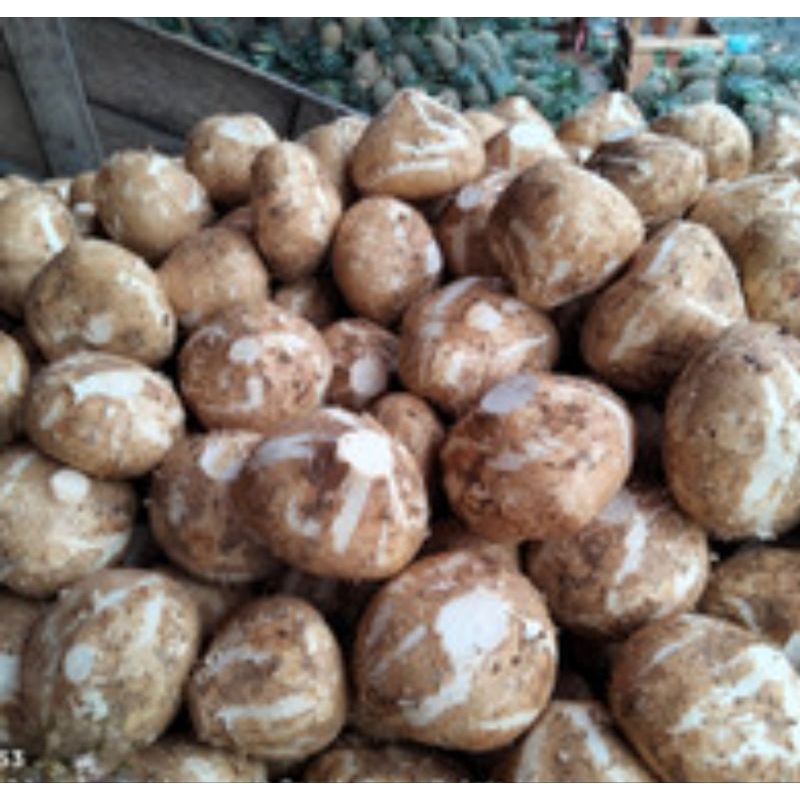 

RB Buah Bengkoang per 1 kg