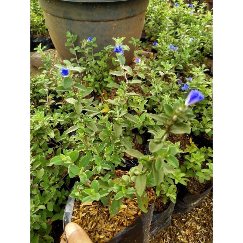tanaman hias blue eyes - mata biru