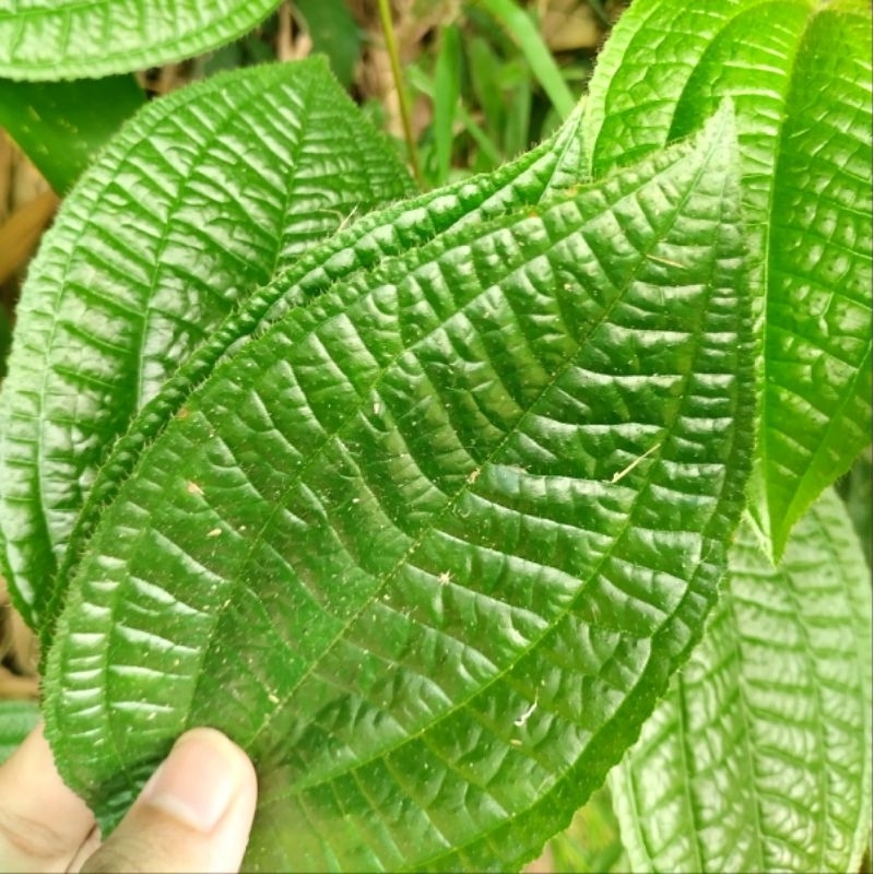 

DAUN HARENDONG BULU DAUN SENGGANI SEGAR 250gr