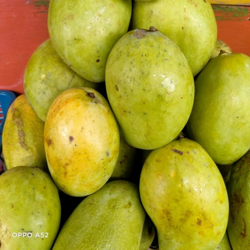 

Mangga Muda Rujak 900gr-1kg