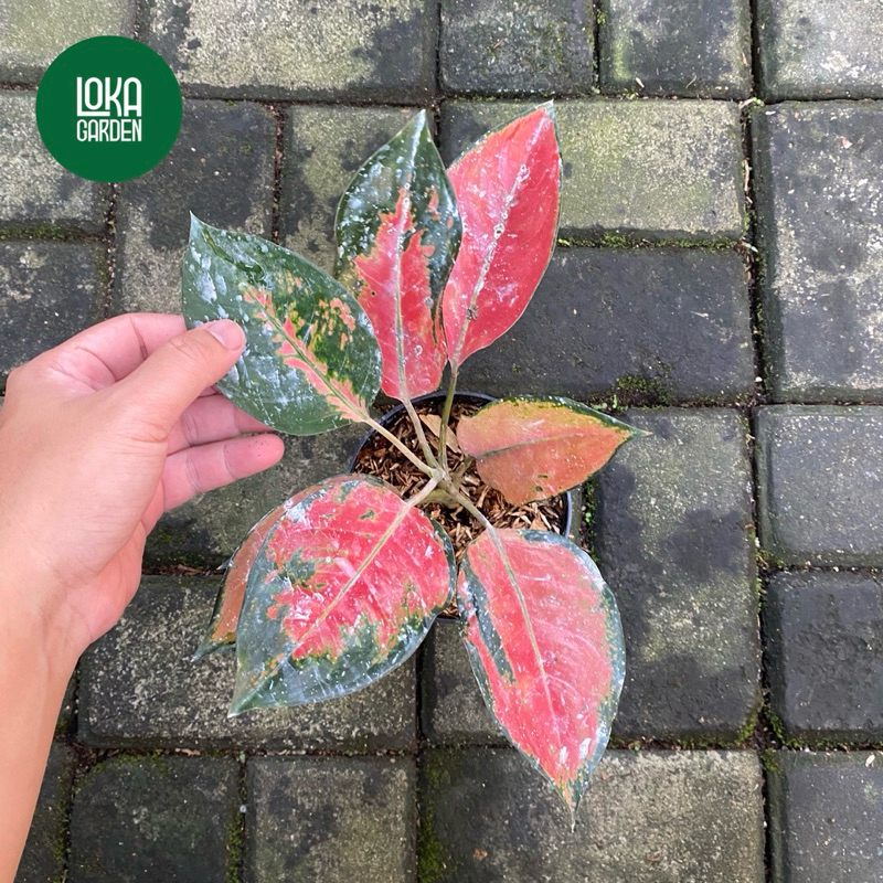 Tanaman Hias Aglonema Kochin Tembaga / Aglaonema Kocin / Aglo Kochin