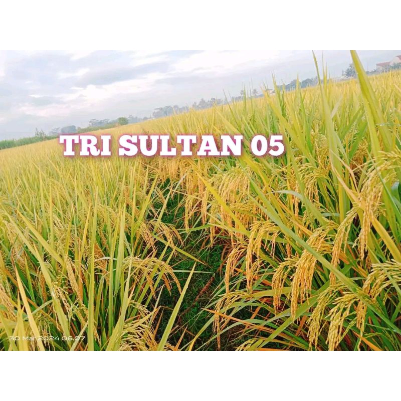 BENIH UNGGUL PADI TRI SULTAN KEMASAN 1KG (TERLARIS)