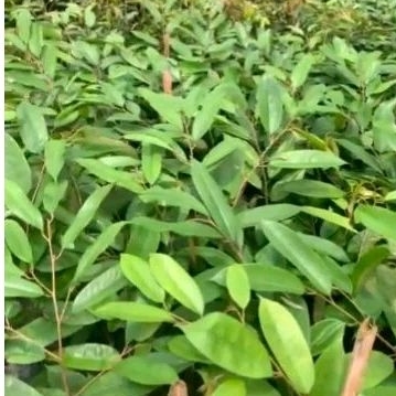 Bibit Durian Musangking/Durian musangking murah