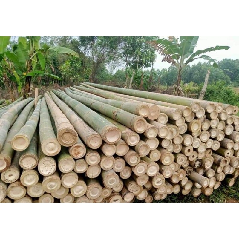bambu esteger diameter 6/7/8 x panjang 6 meter ( min order 50 batang )