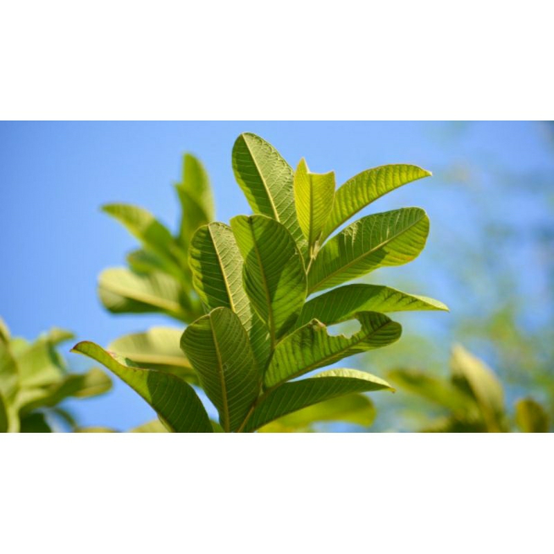 

COD - Daun Jambu Biji Segar Alami