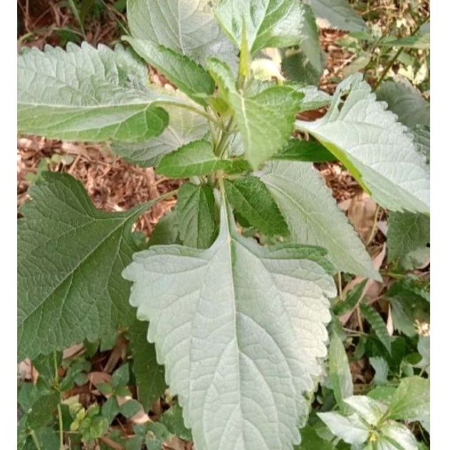 

daun kirinyuh/kopasada segar 500g