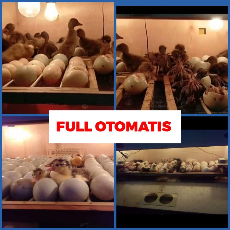 mesin tetas telur unggas digital full otomatis kapasitas 20 butir telur