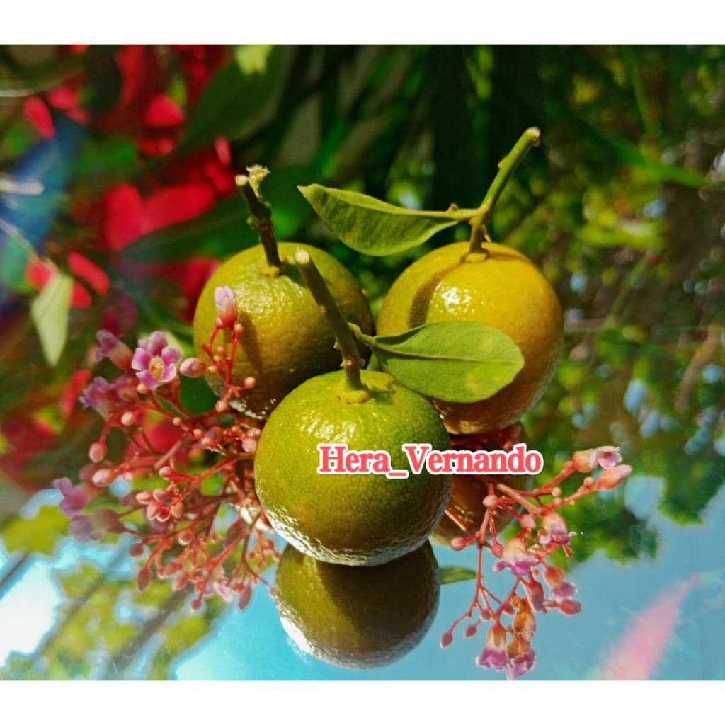 Bibit Jeruk Es Berbuah Banyak dan Rimbun Spesial