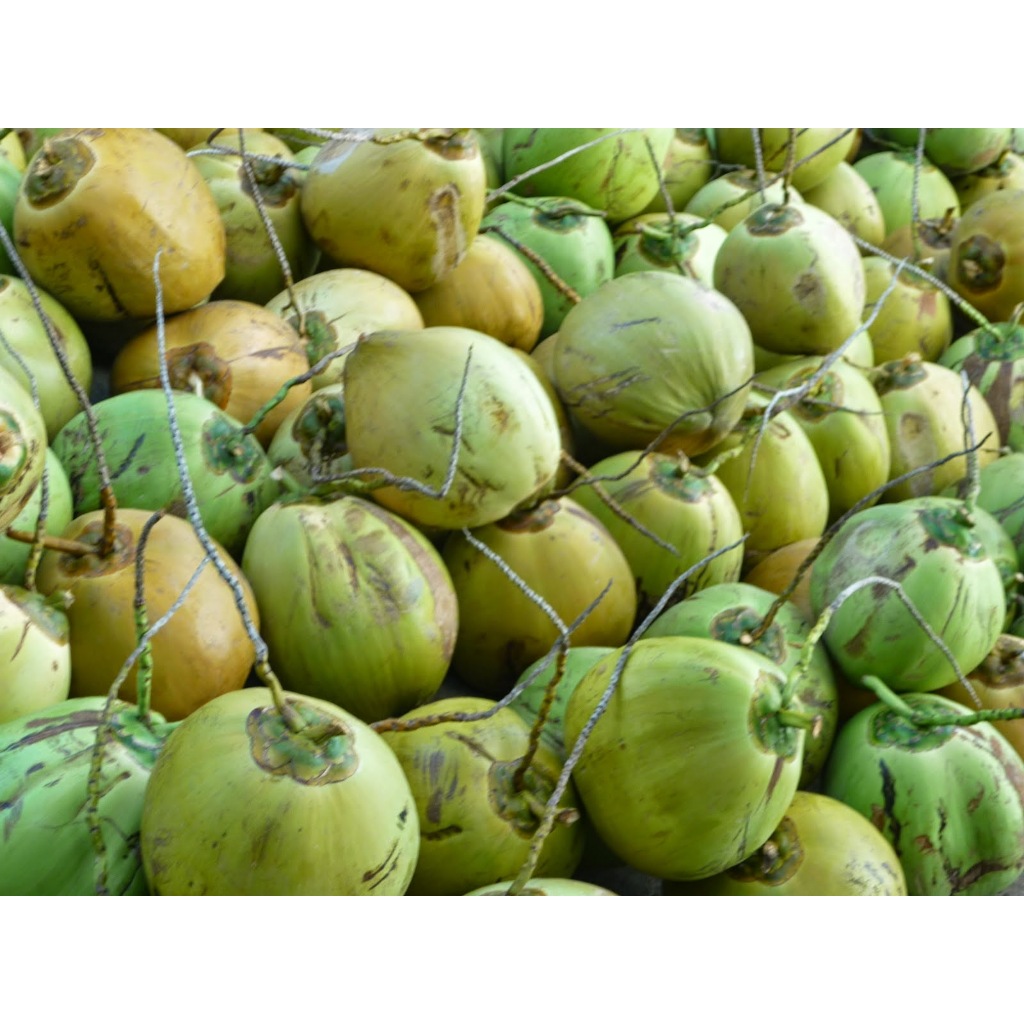 

kelapa muda segar