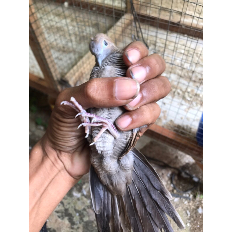 perkutut cemani majapahit kolbuntet jawa bali lampung