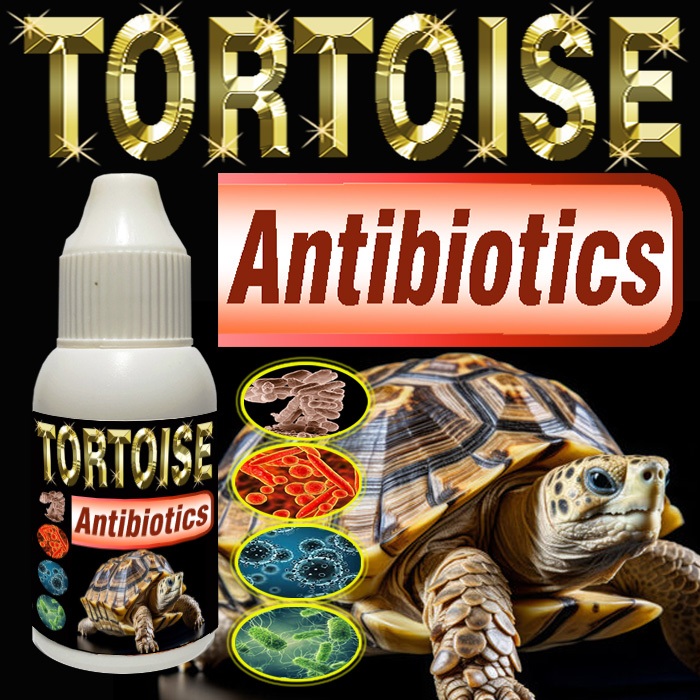 TORTOISE ANTIBIOTIK VITAMIN OBAT KESEHATAN PENCERNAAN DAN PERNAPASAN REPTILE TORTO PENAMBAH NAFSU MA