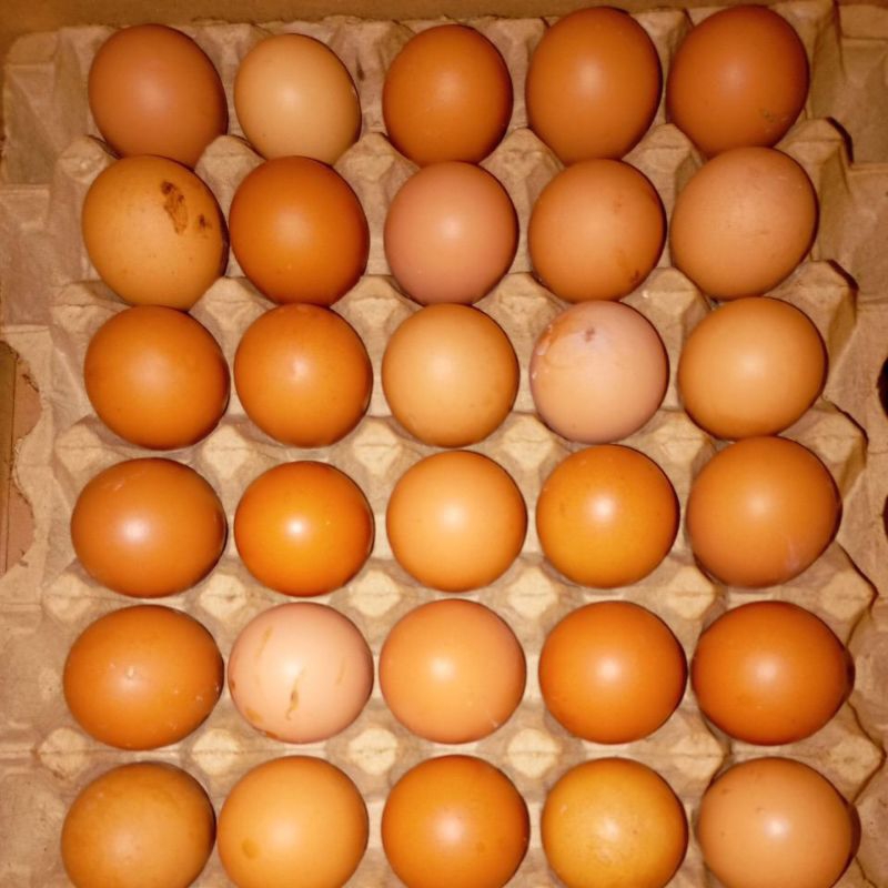 

telur ayam