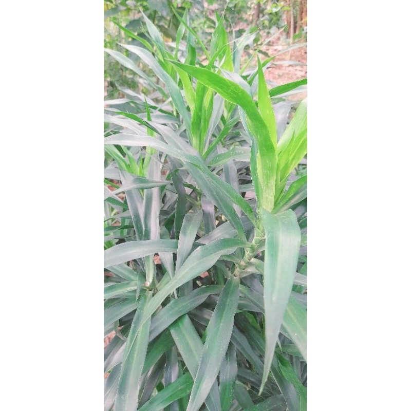 

DAUN SUJI SEGAR