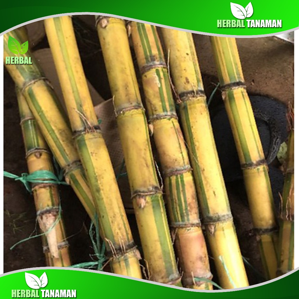 

Ready Stok Batang Tebu Kuning Segar 1 kg Fresh bisa Biibit