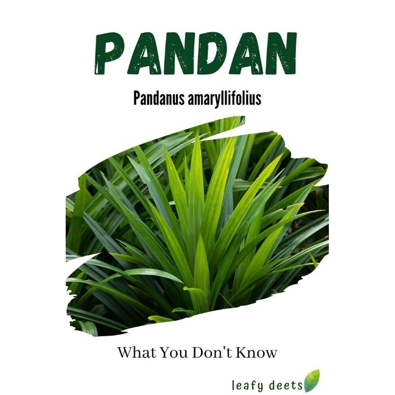 

DAUN PANDAN