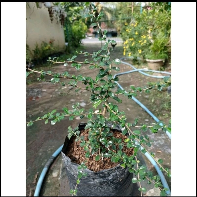 Bahan Bonsai Hokiantea Buah